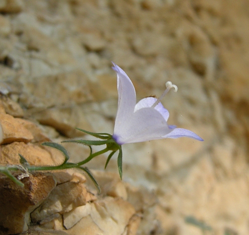 Campanula fragilis subsp. cavolinii / Campanula napoletana